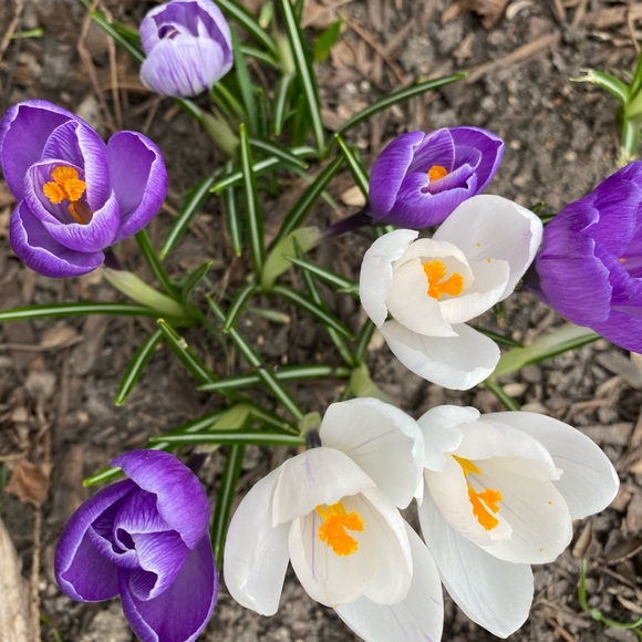 Meet your Posher, Pip - Picture 1 of 1